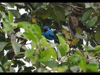 Blue Cotinga at Canopy Tower, Panama