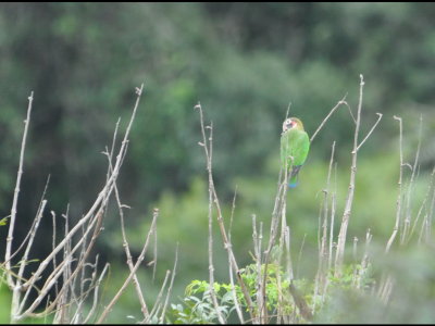 Brown-hooded Parrot in the canopy
Seen at a distance from Canopy Tower deck