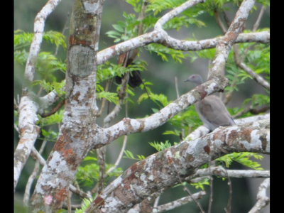 Pale-vented Pigeon in tree below parrot