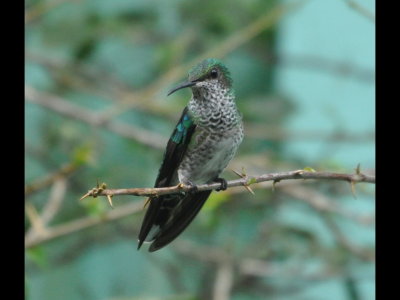 Female White-necked Jacobin hummingbird