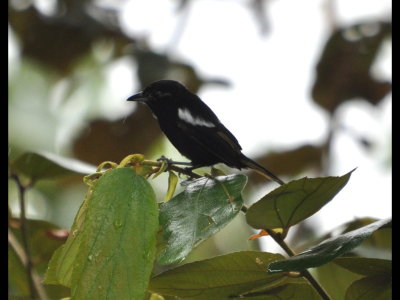 Male White-shouldered Tanager