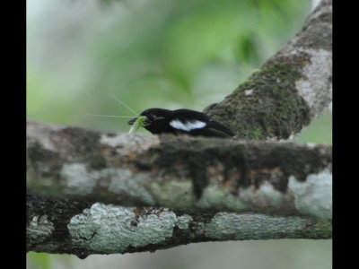 Male White-shouldered Tanager
eating an insect