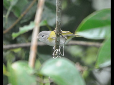 Lesser Greenlet, western race (gray head)