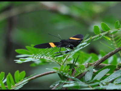 Orange and black Butterfly
On tree in courtyard of Canopy Tower