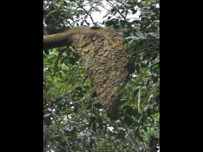 Large Azteca ant nest hanging from a tree branch
One of many we saw