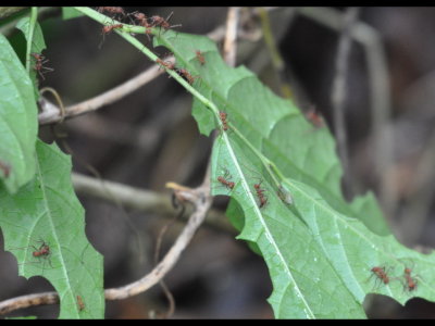 Leaf-cutter Ants
Cutting sections from leaves