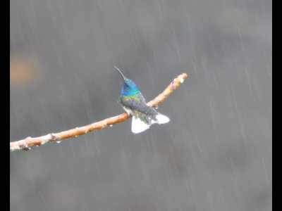 White-necked Jacobin sitting out a heavy drizzle