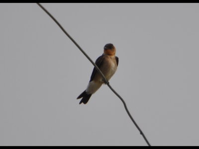 Southern Rough-winged Swallow
Near Gamboa, Panama
