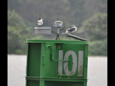 Royal Tern and Laughing Gull
On buoy in Panama Canal near Gamboa