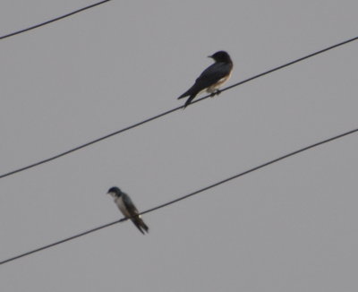 Mangrove Swallow and Gray-breasted Martin