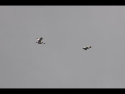 Immature Brown Pelicans
Flying over the Panama Canal