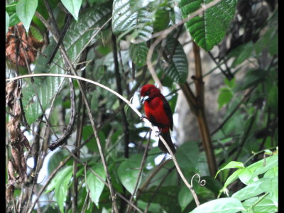 Male Crimson-backed Tanager