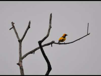 Yellow-Tailed Oriole
Above gate to Gamboa ammo dump