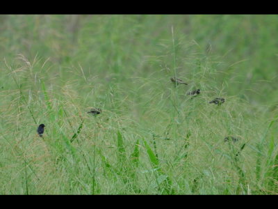 Variable and Yellow-bellied Seedeaters
In grass outside fence of Gamboa ammo dump
