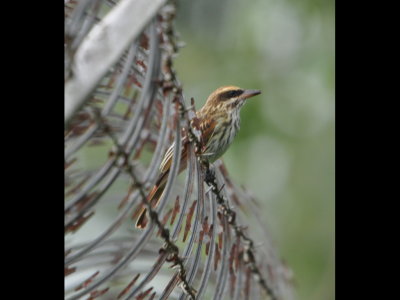Streaked Flycatcher
On razor wire atop fence around Gamboa ammo dump