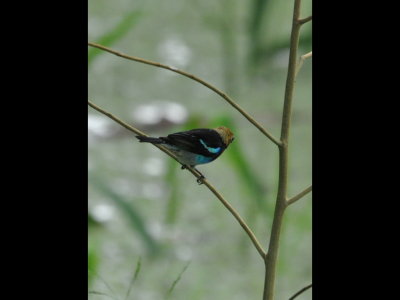 Golden-hooded Tanager
Over a small pond