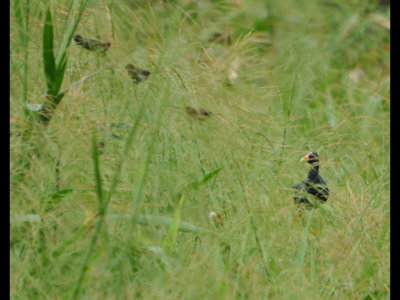 Purple Gallinule
Among seedeaters in grass