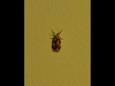 A colorful little (<2cm) moth on our bathroom wall 
Last photo before bed