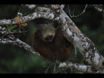 It was rainy and this Two-toed sloth looked bedraggled.