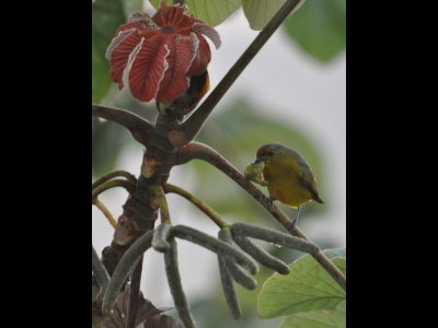 Female Fulvous-vented Euphonia with a piece of Cecropia seed pod, off the deck at Canopy Tower