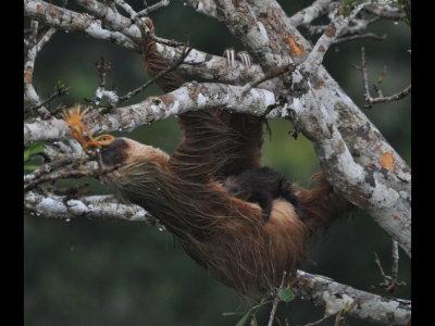 When the wet sloth uncurled to eat something, we noticed she had a passenger.
Two-toed sloths are really two-fingered; two front claws, but three rear ones.