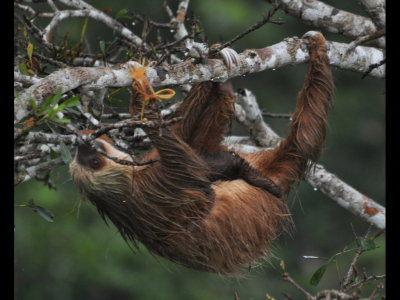 Two-toed Sloth with baby