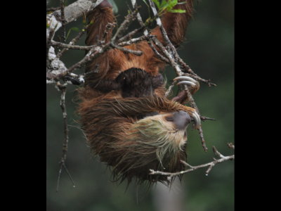 Two-toed sloth and baby