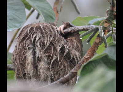 Another wet sloth curled up in the rain; this one is three-toed.