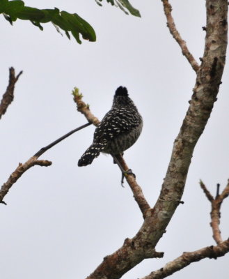 Back of male Barred Antshrike