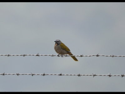 Buff-throated Saltator on the fence
Along the Panama Canal near Gamboa