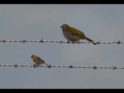 The Buff-breasted Saltator is joined by a female Variable Seedeater.