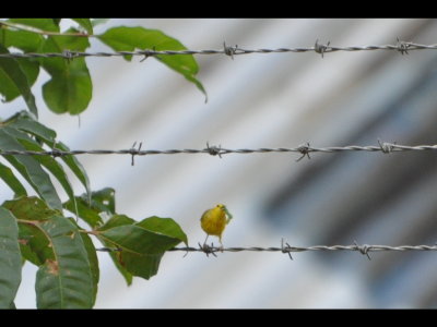 Yellow Warbler with a big worm
On the Panama Canal fence near Gamboa
