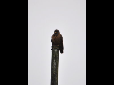 Roadside Hawk
Near the beginning of Pipeline Road