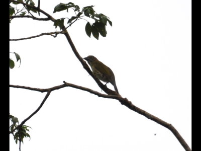 Streaked Saltator
Near Pipeline Road, Panama