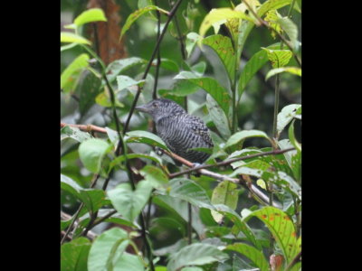 Male Fasciated Antshrike