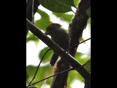 Female Fasciated Antshrike