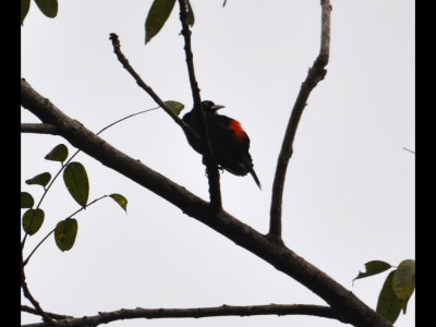 Scarlet-rumped Cacique