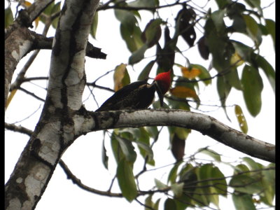 Female Lineated Woodpecker
No red stripe under eye