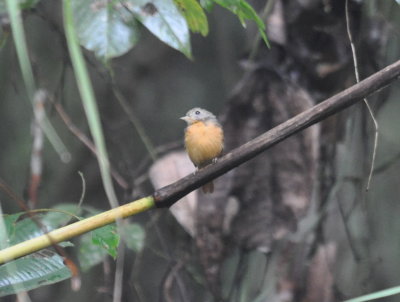 Ruddy-tailed Flycatcher