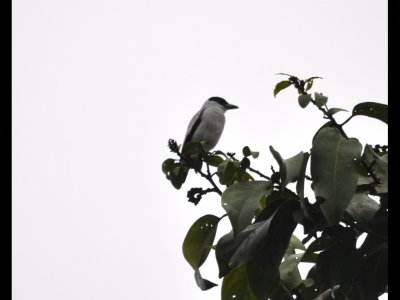 Black-crowned Tityra