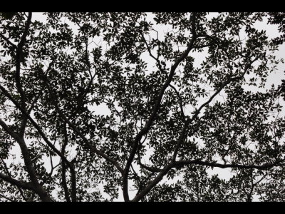 Pattern of leaves in the canopy