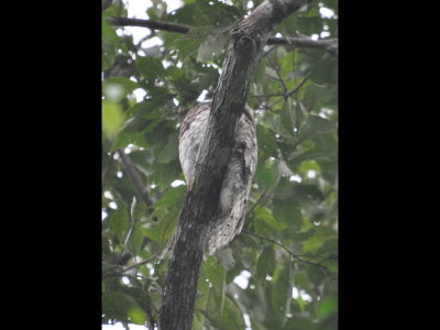 Great Potoo