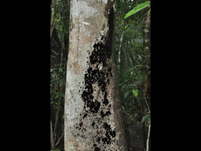 Caterpillars on a tree trunk