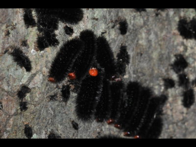 Close-up of caterpillars