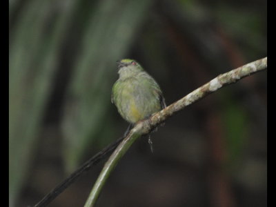 Female Red-capped Manakin