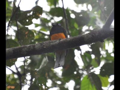 White-tailed Trogon