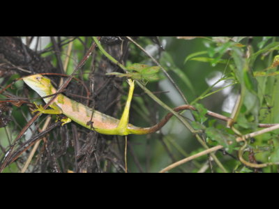 It had a very long tail