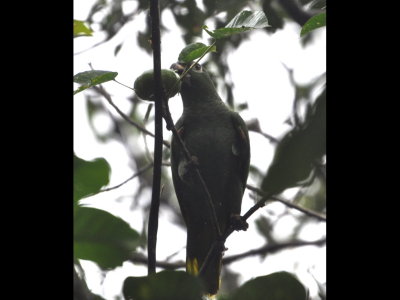 A Mealy Parrot eating a fruit