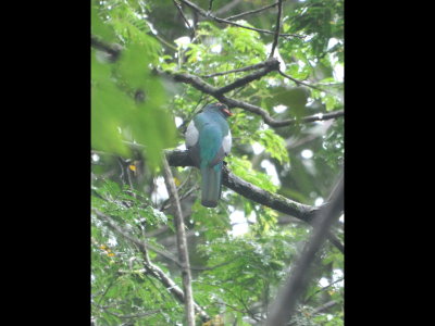 Slaty-tailed Trogon
Rear view