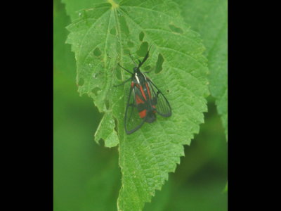 On the leaf of a bush next to the road, we found this clear-winged moth.